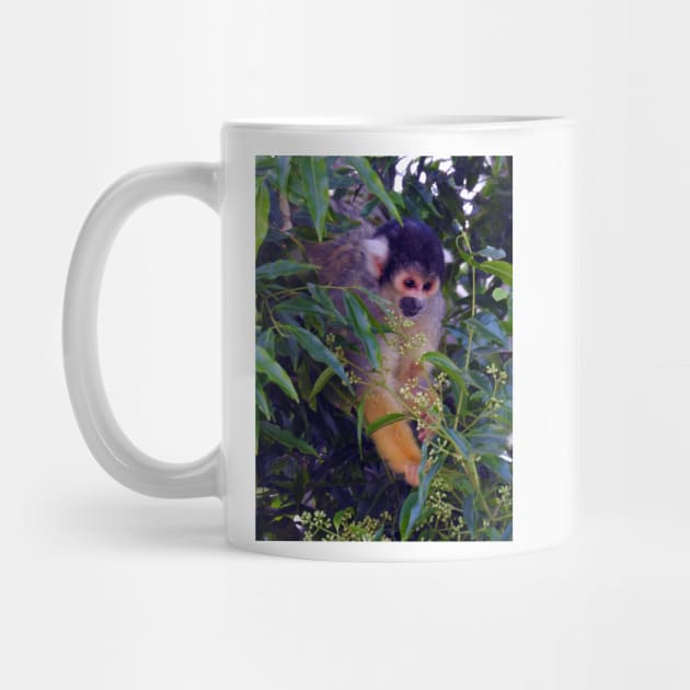 Squirrel Monkey by kirstybush